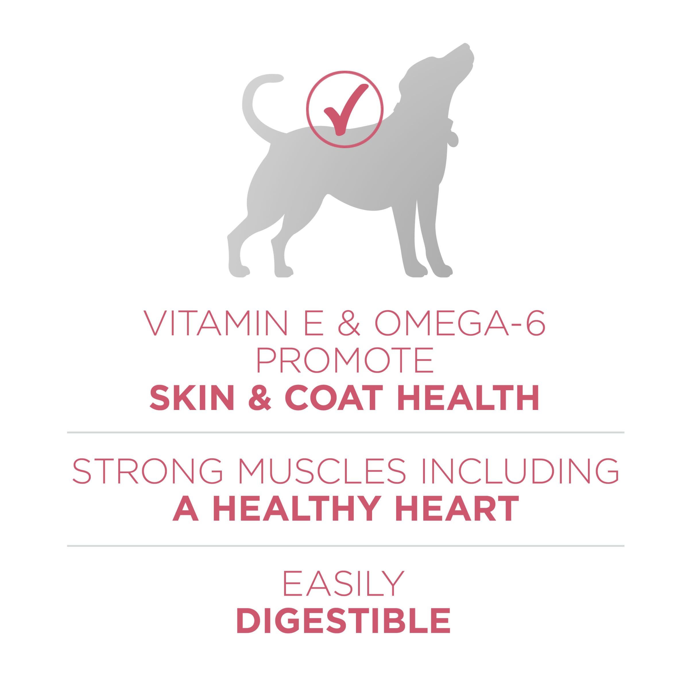 Purina ONE bol rempli illustrant portion équilibrée et appétence pour chien
