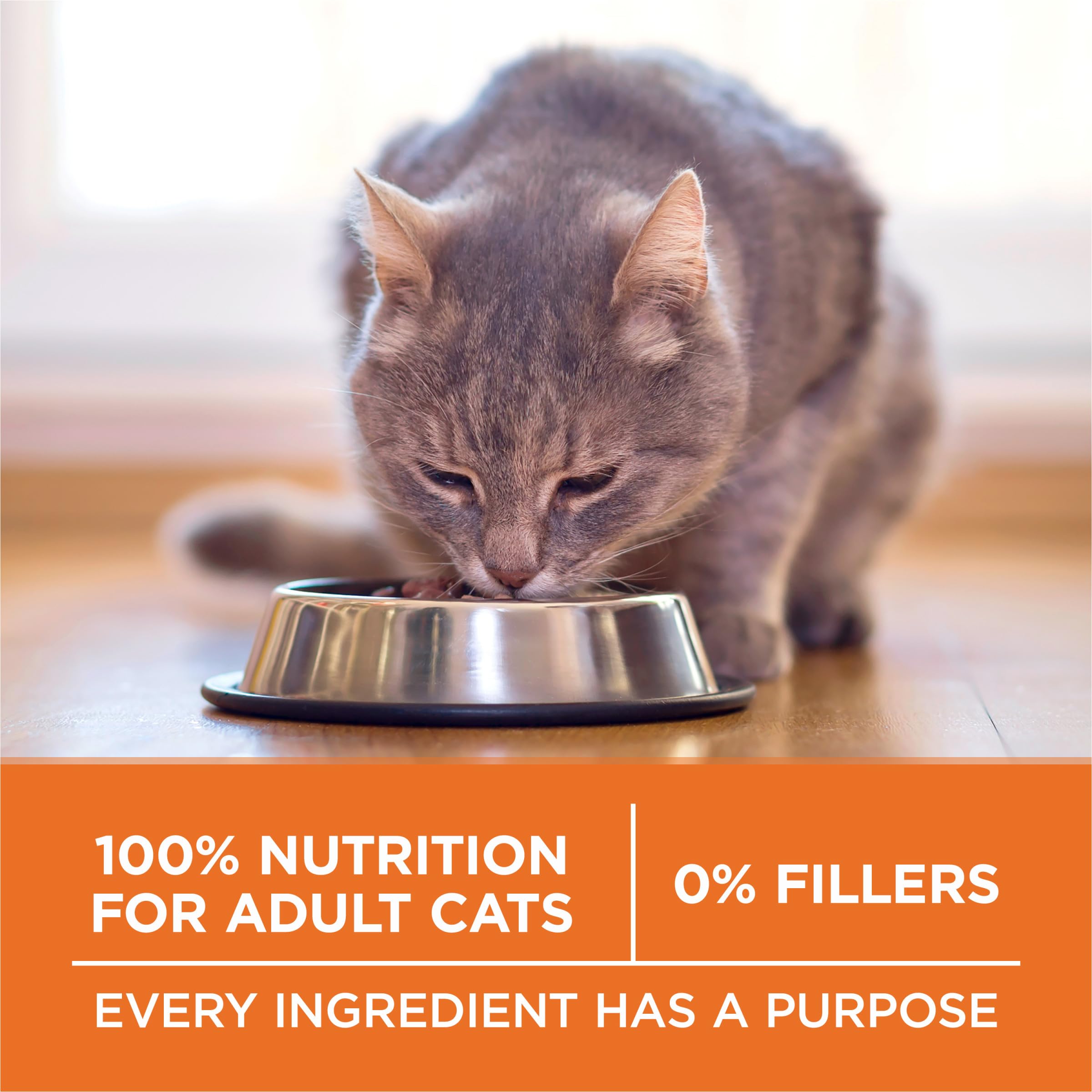 Purina ONE chat mange au bol montrant appétence et facilité d'utilisation