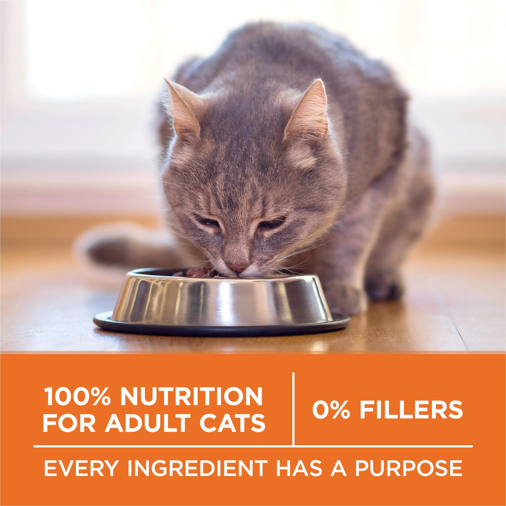 Purina ONE chat mange au bol montrant appétence et facilité d'utilisation