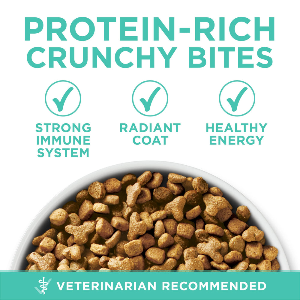 Purina ONE chat adulte mangeant les croquettes, acceptation et plaisir