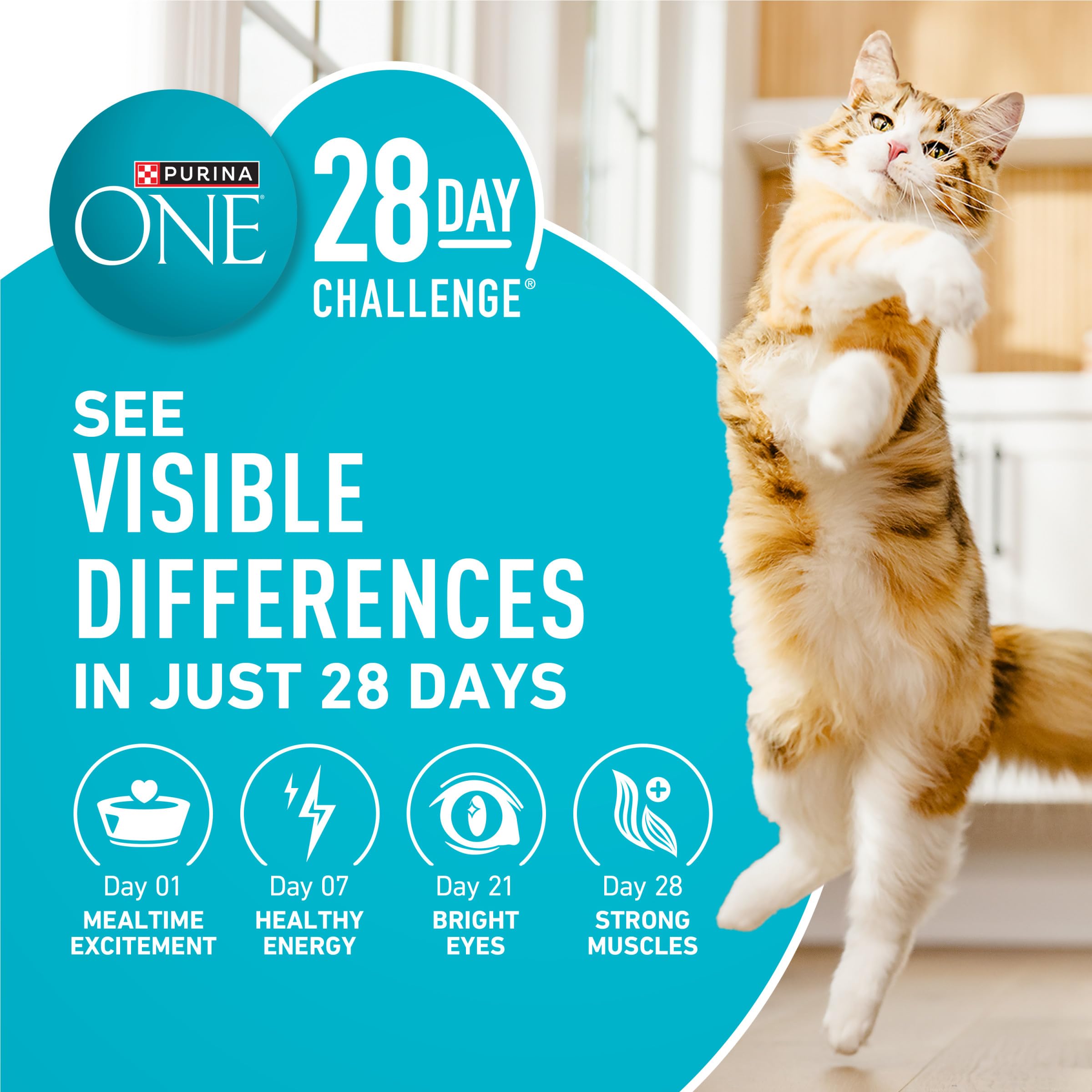Purina ONE chat mange en contexte domestique illustre appétit et bien-être