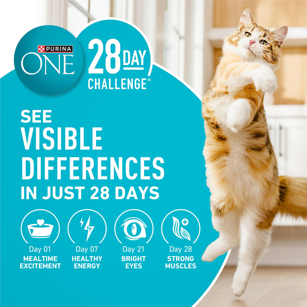Purina ONE chat mange en contexte domestique illustre appétit et bien-être
