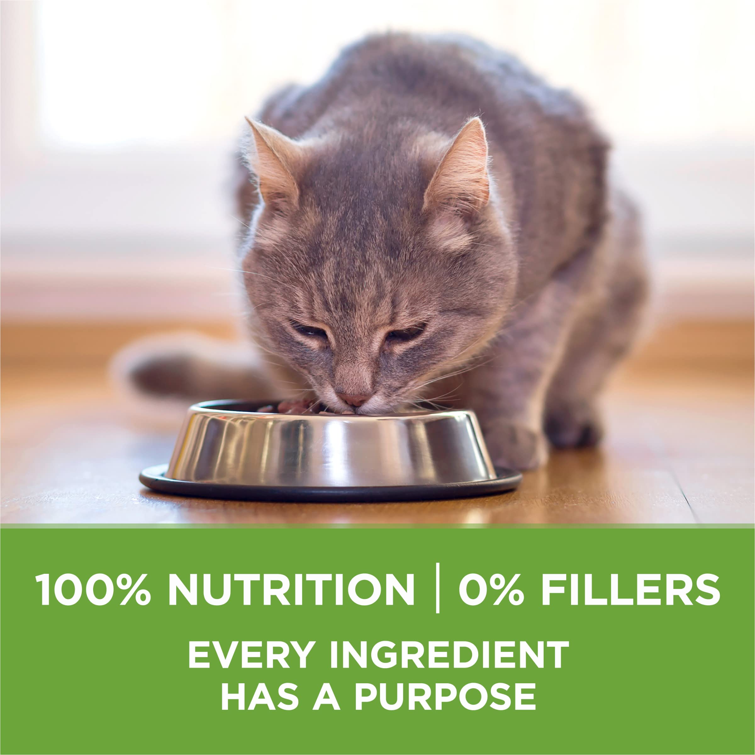 Purina ONE chat mange à l'intérieur montrant appétence et comportement alimentaire sain