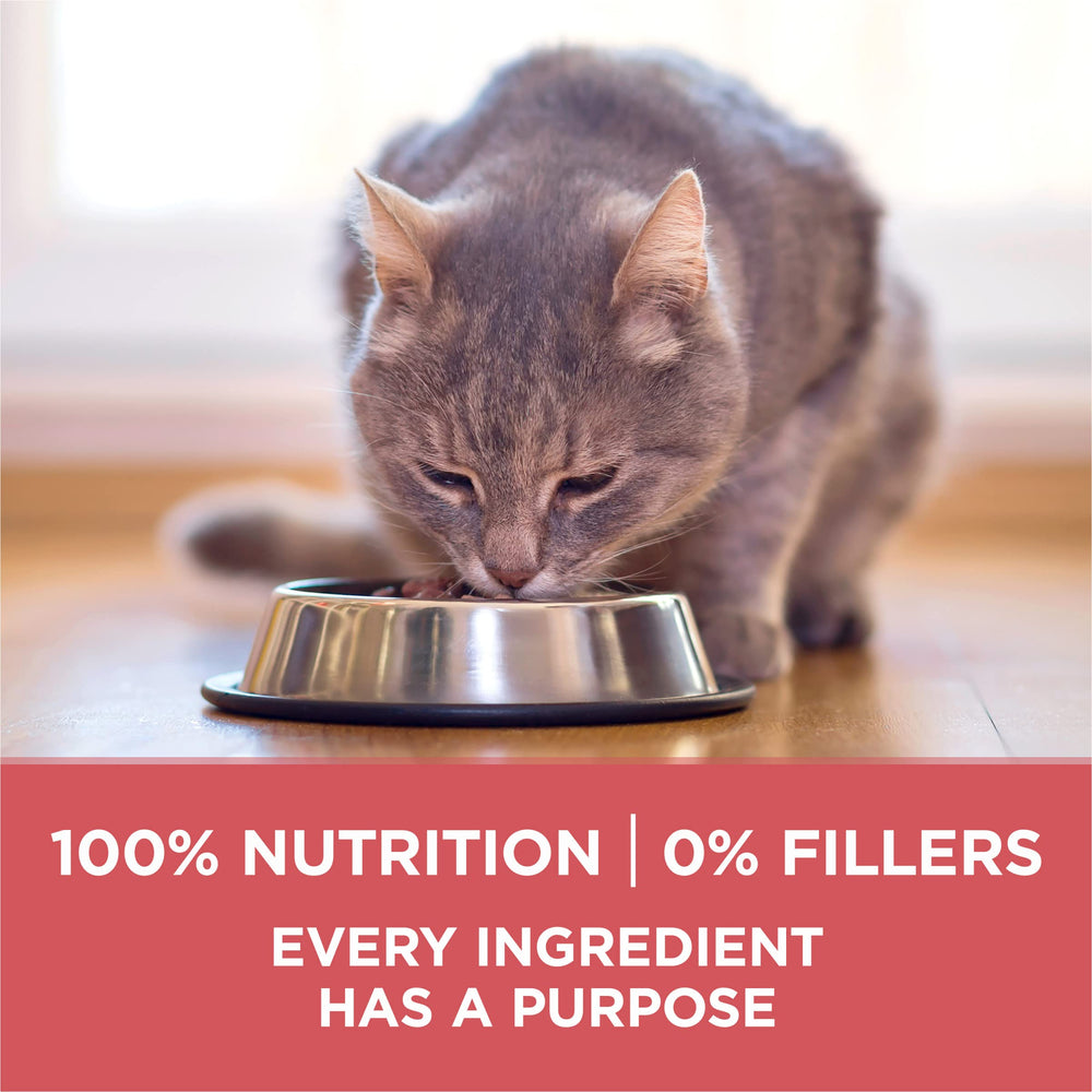 Purina ONE chat mange content bénéficiant d'une alimentation adaptée