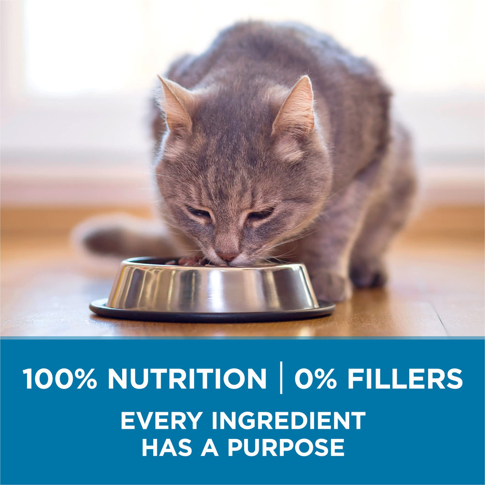 Purina ONE chat mature mangeant illustrant appétence et vitalité