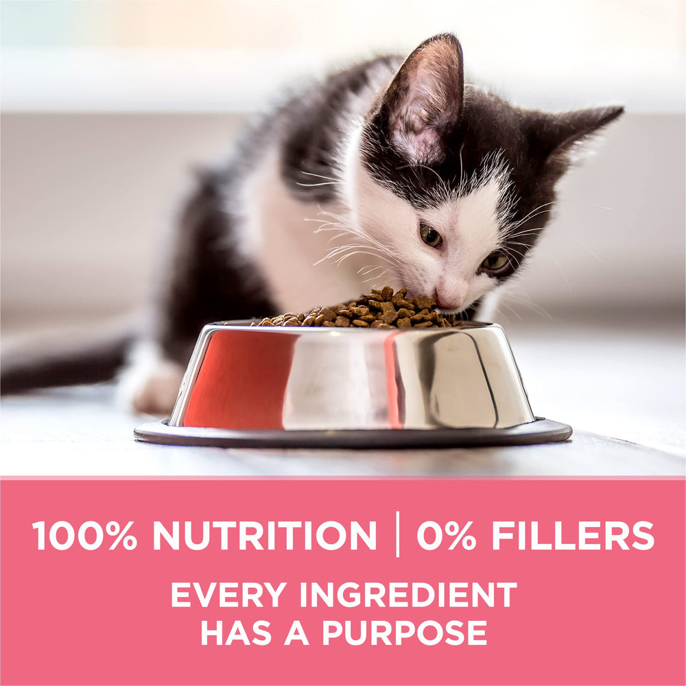Purina ONE chaton jouant plein d'énergie après une alimentation adaptée