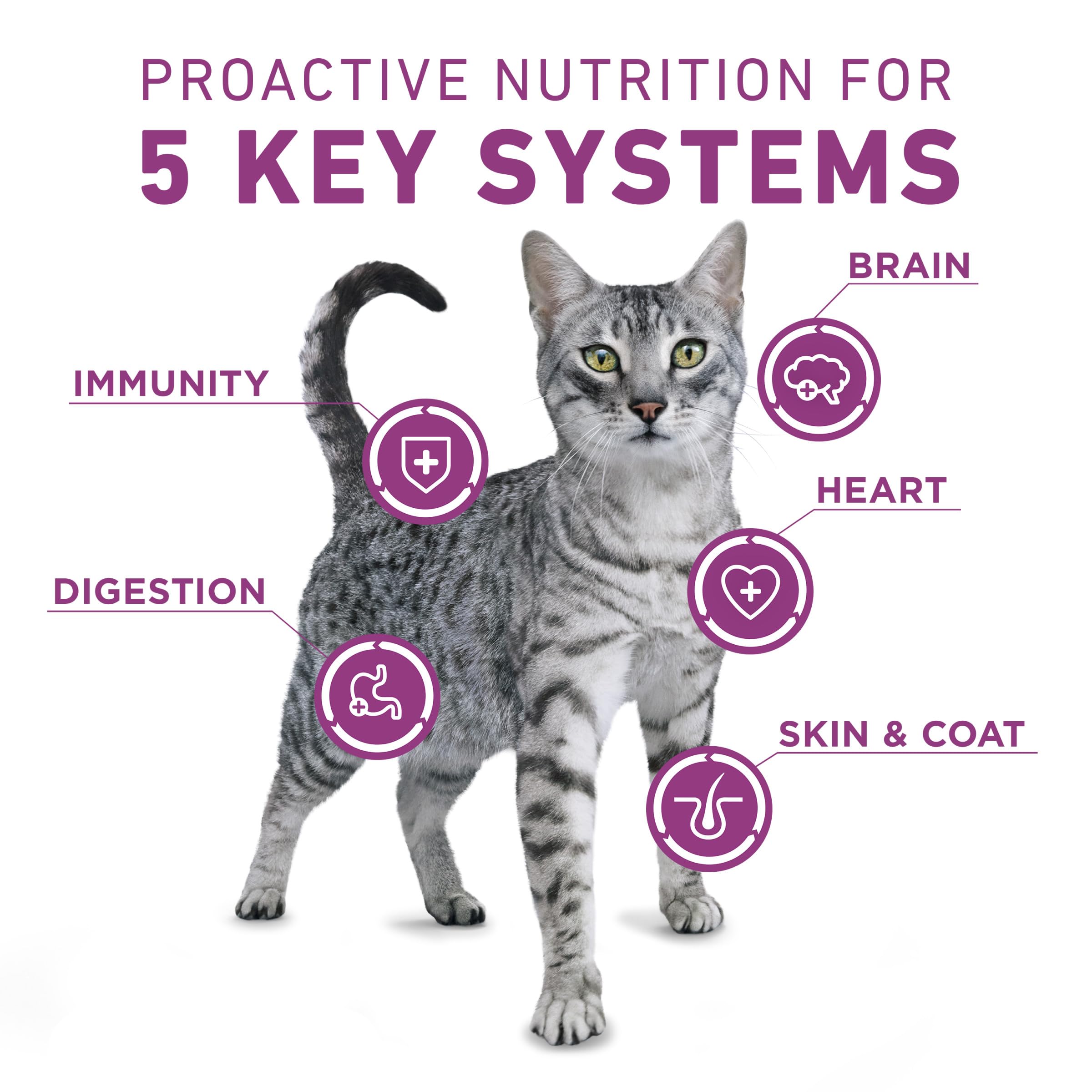Purina ONE gros plan sur morceaux tendres offrant texture et appétence