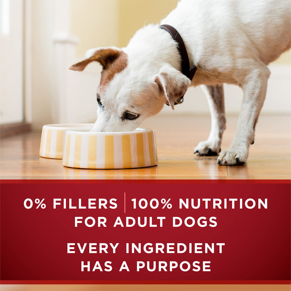 Purina ONE chien dégustant repas illustrant satisfaction et énergie
