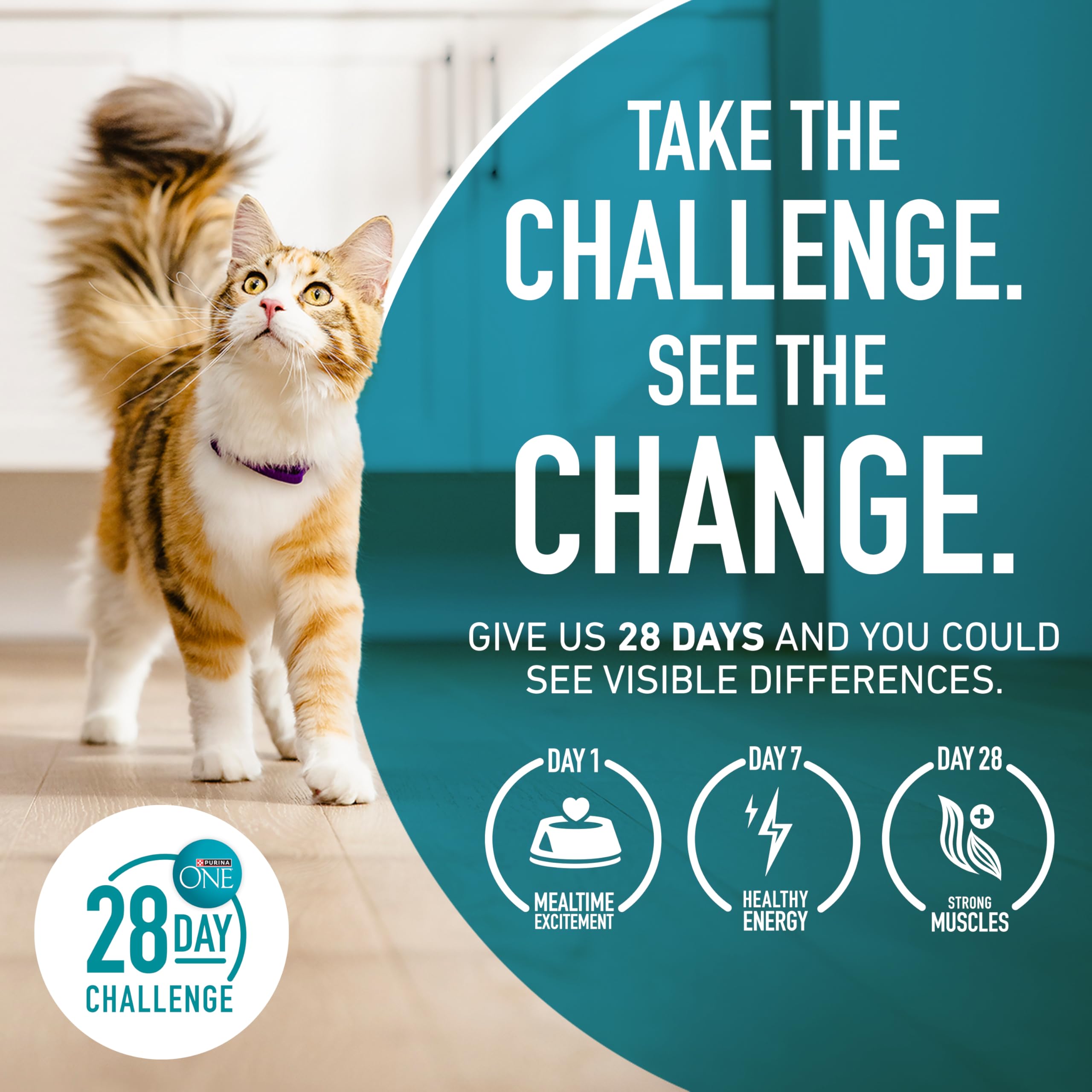 Purina ONE lifestyle salon montrant chat intérieur actif et pelage brillant