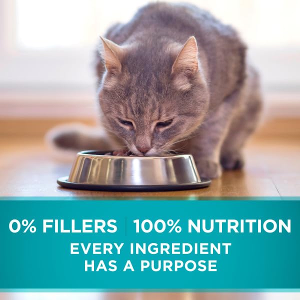 Purina ONE boîte à l'échelle, montre taille et portions pratiques