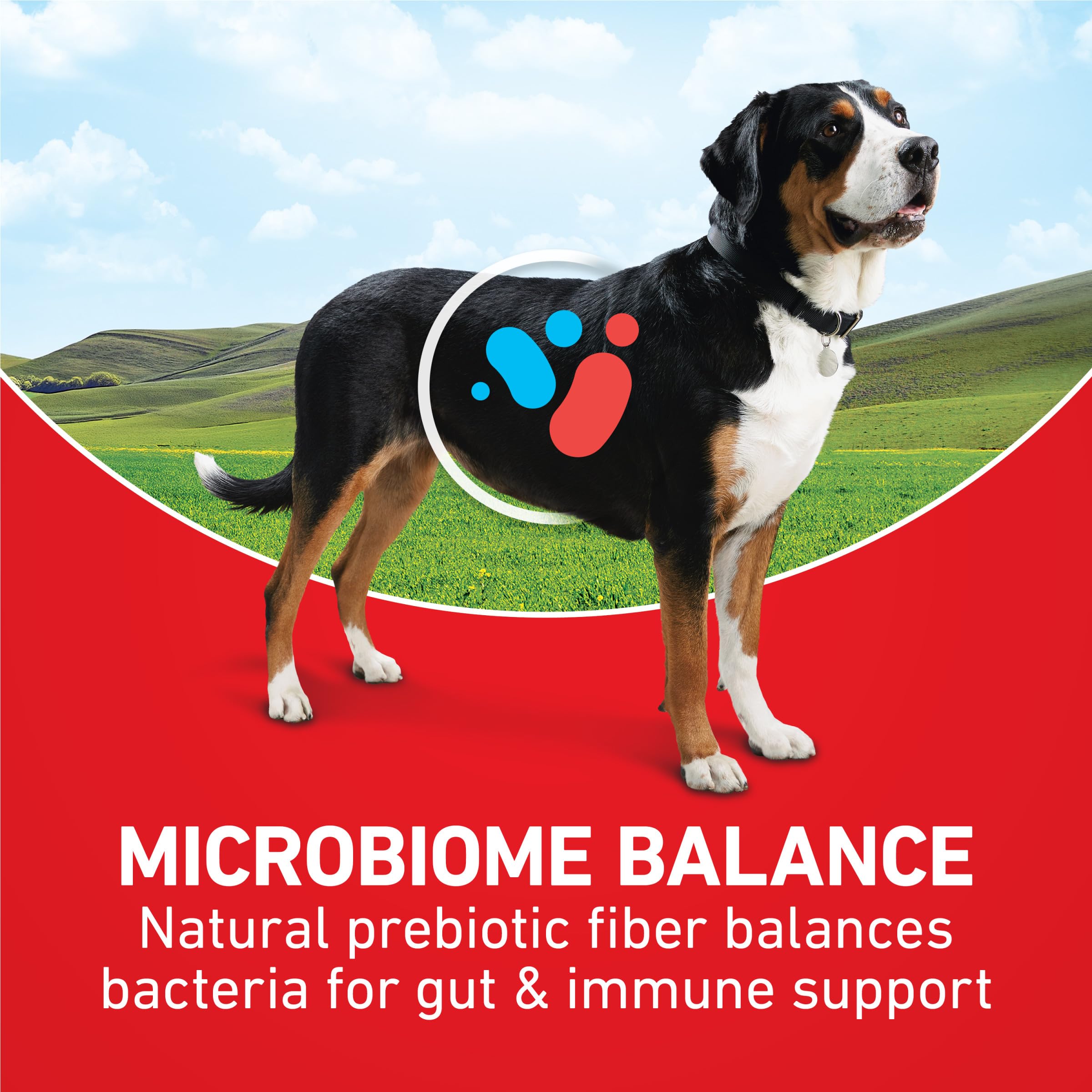 Purina ONE détail des croquettes montrant texture mixte pour meilleure mastication