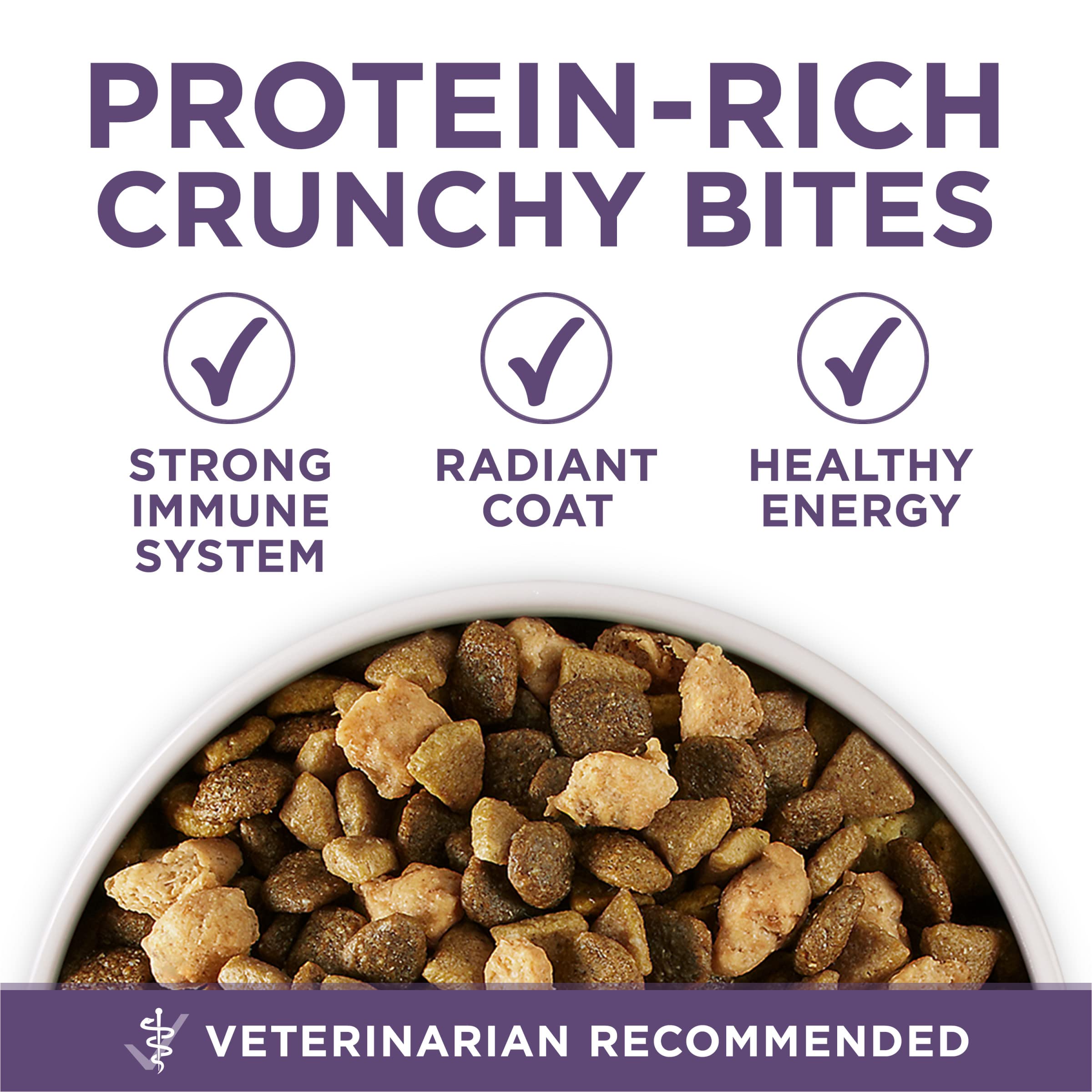 Chien senior actif consommant Purina ONE montrant maintien d'activité et vitalité