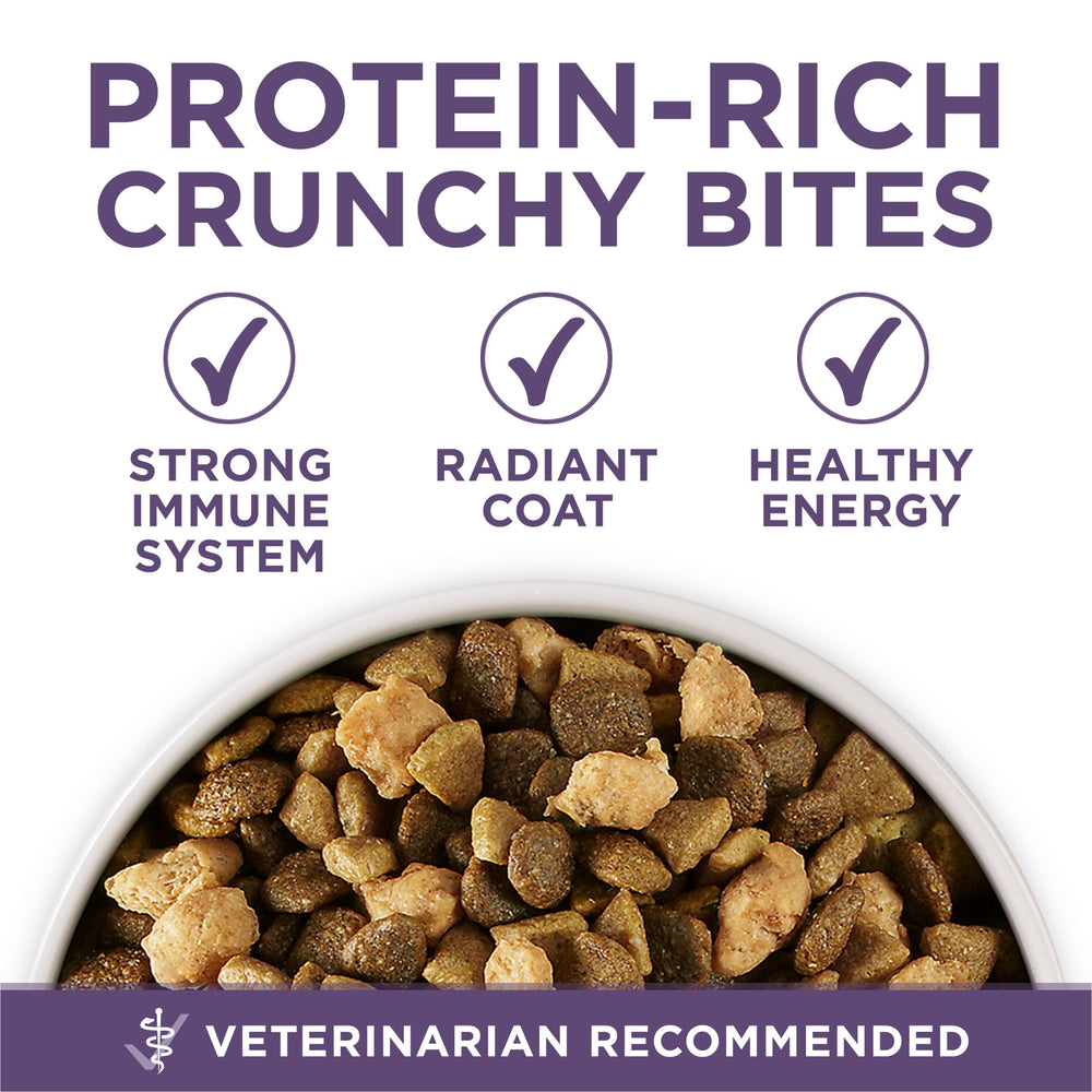Chien senior actif consommant Purina ONE montrant maintien d'activité et vitalité