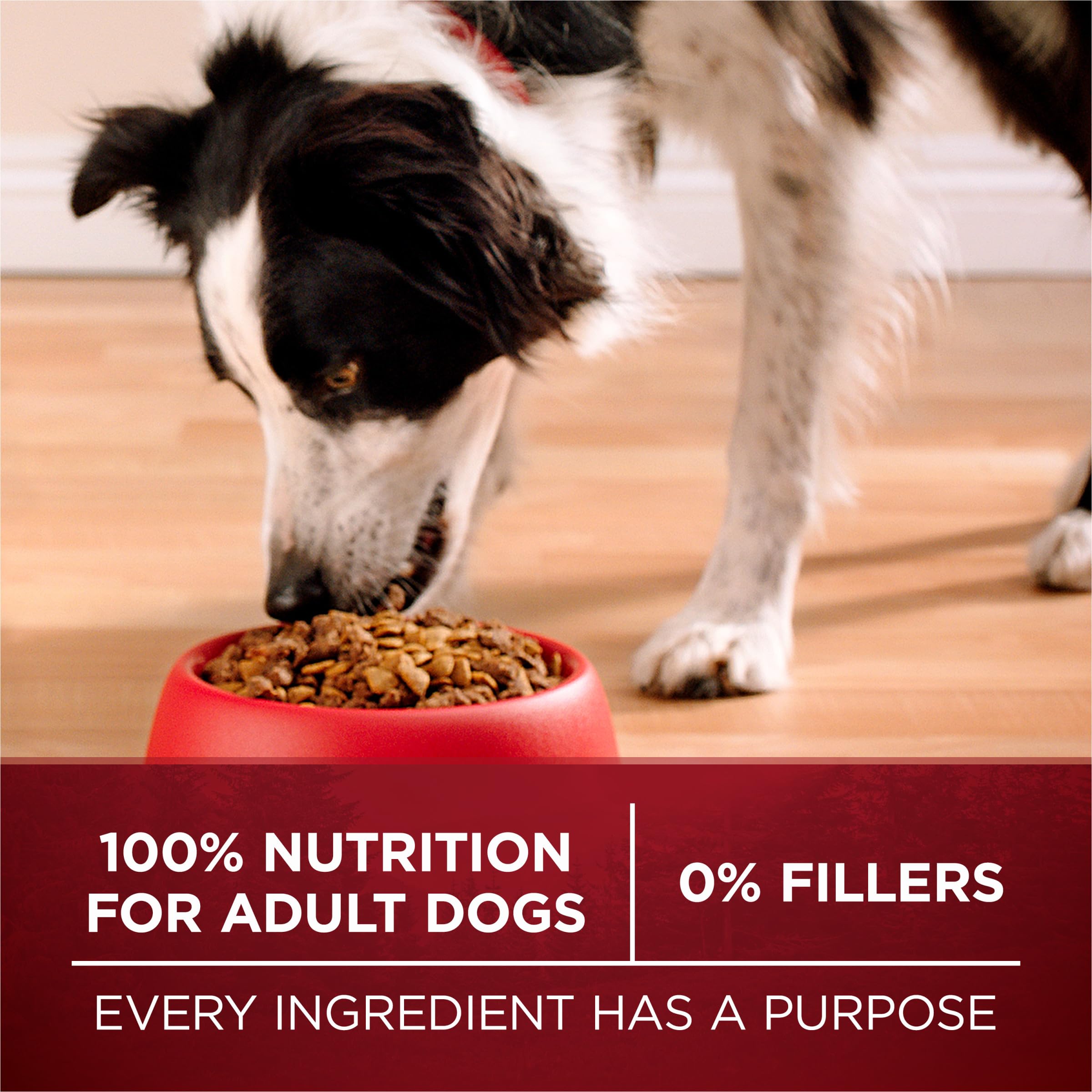 Purina ONE sac ouvert conservé au sec pour préserver la fraîcheur et qualité