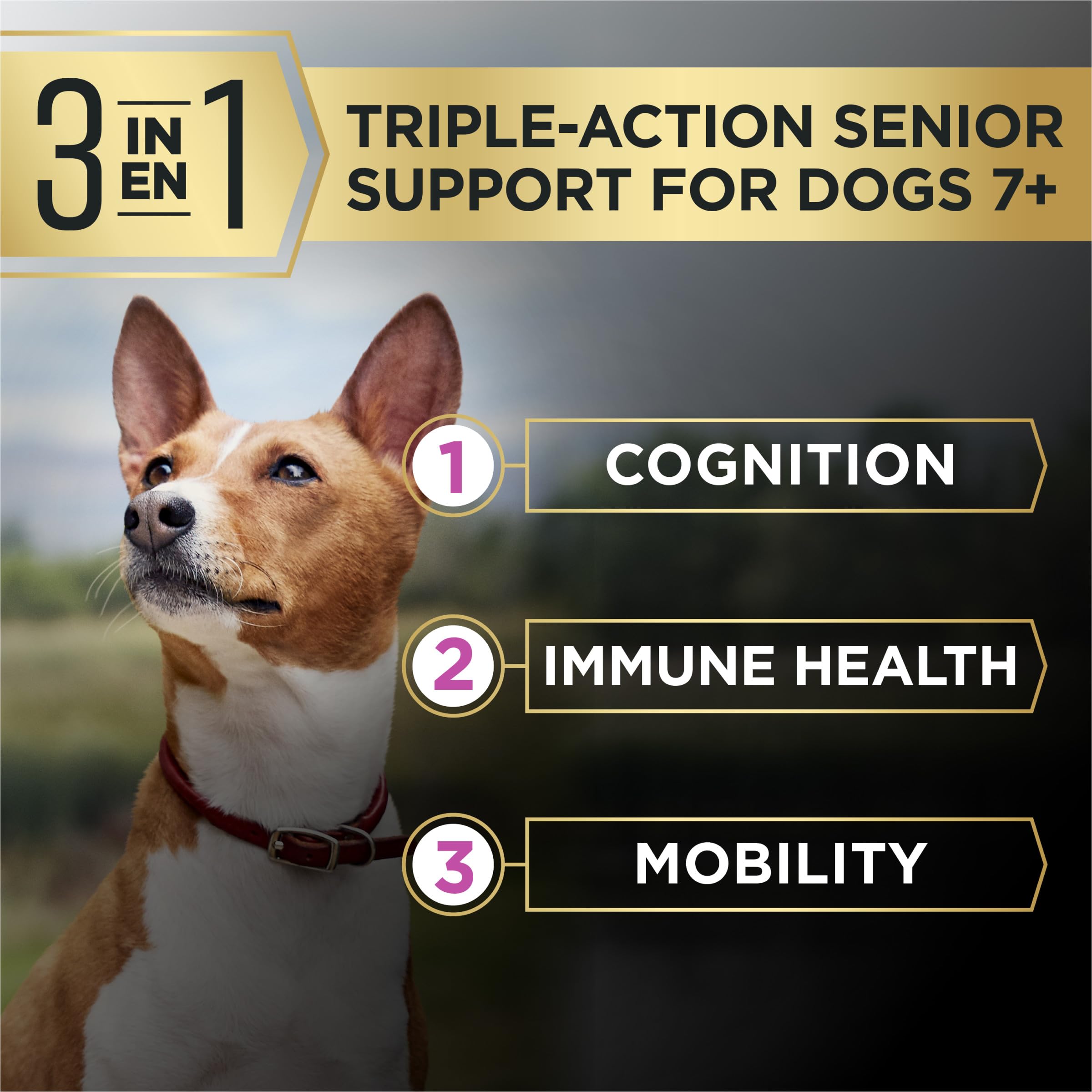 Purina Pro Plan petit chien senior mange, favorise vitalité quotidienne