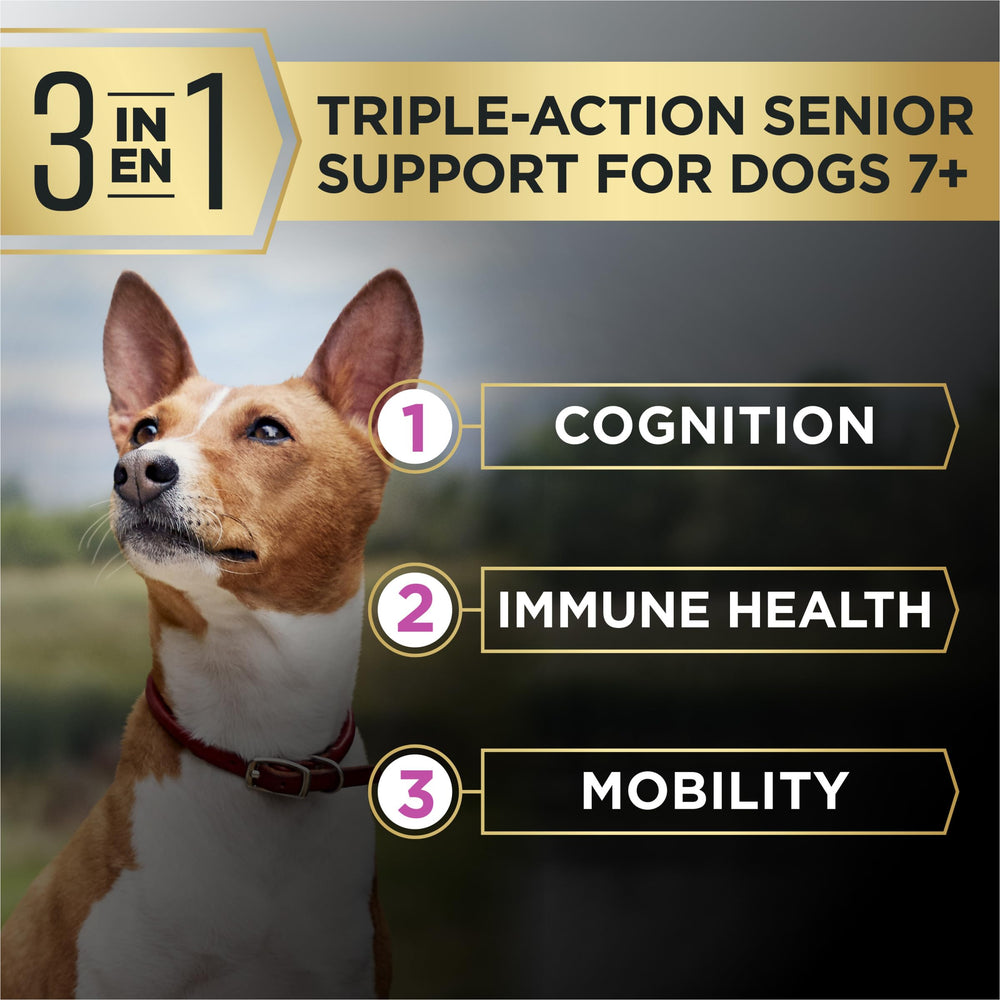 Purina Pro Plan petit chien senior mange, favorise vitalité quotidienne