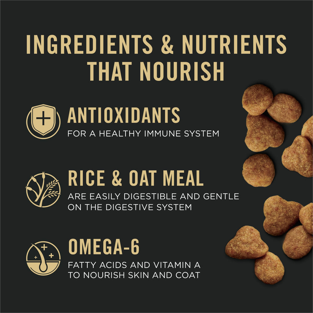 Purina Pro Plan croquettes servies dans un bol en céramique pour repas quotidien sain