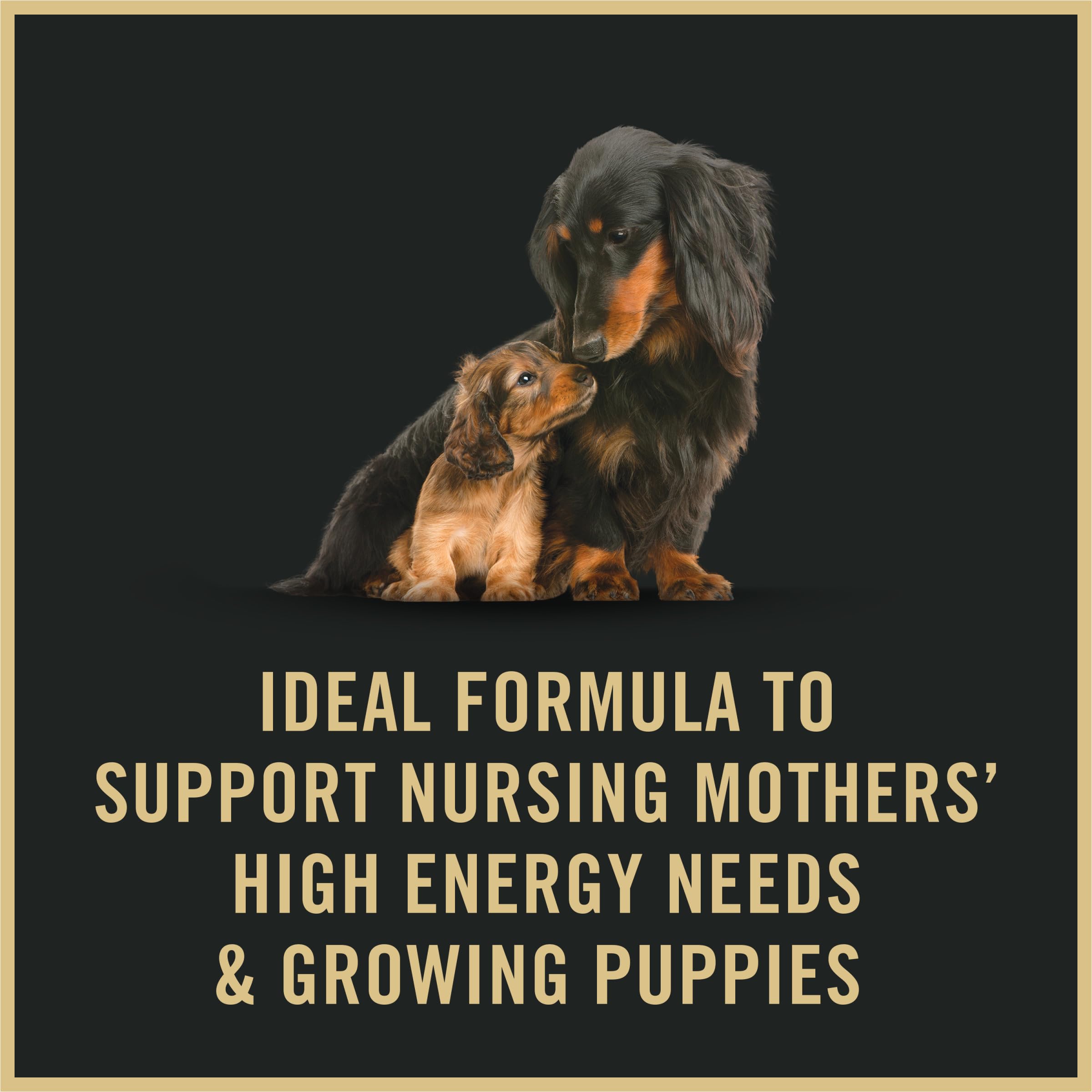 Purina Pro Plan chienne allaitante consommant la mousse pour énergie accrue