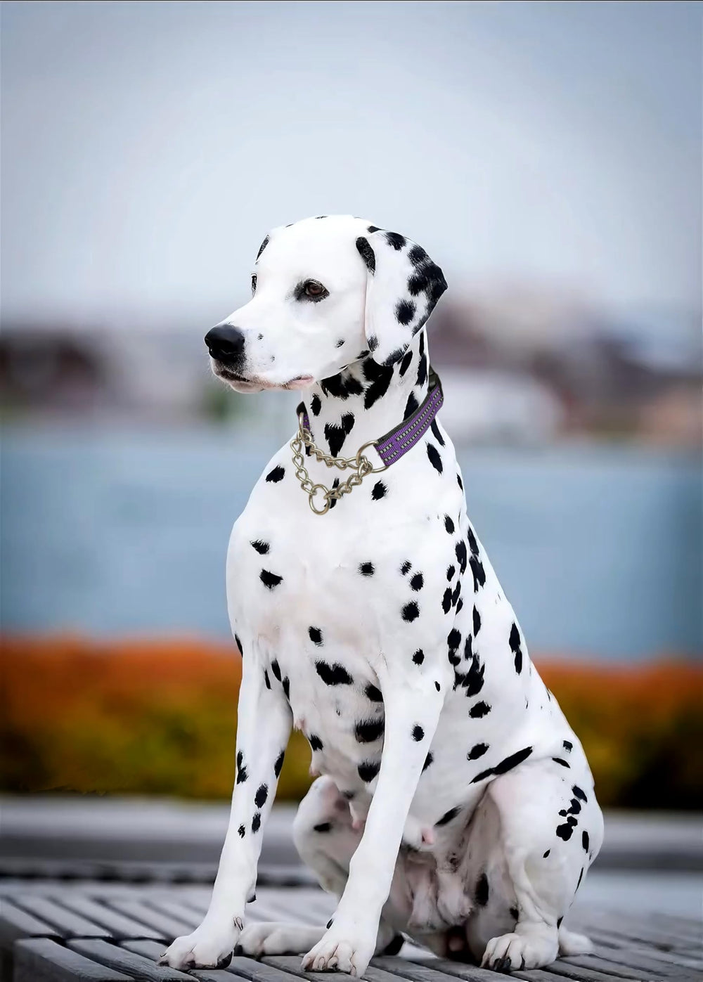 PUROAYET chien en promenade nocturne portant le collier, meilleure visibilité