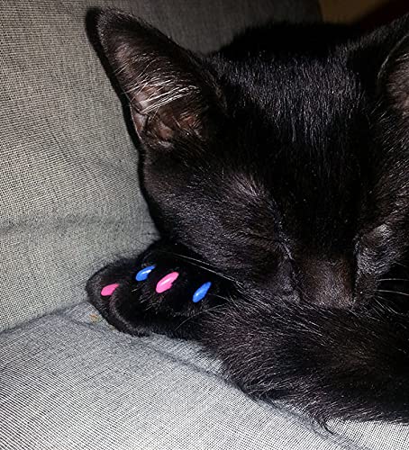 Purrdy Paws mise en scène maison montrant protection du canapé et déco