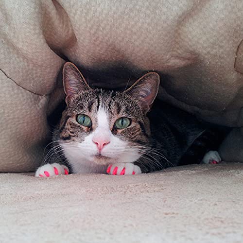 Purrdy Paws tubes de colle et bouchons montrant kit prêt à l'emploi