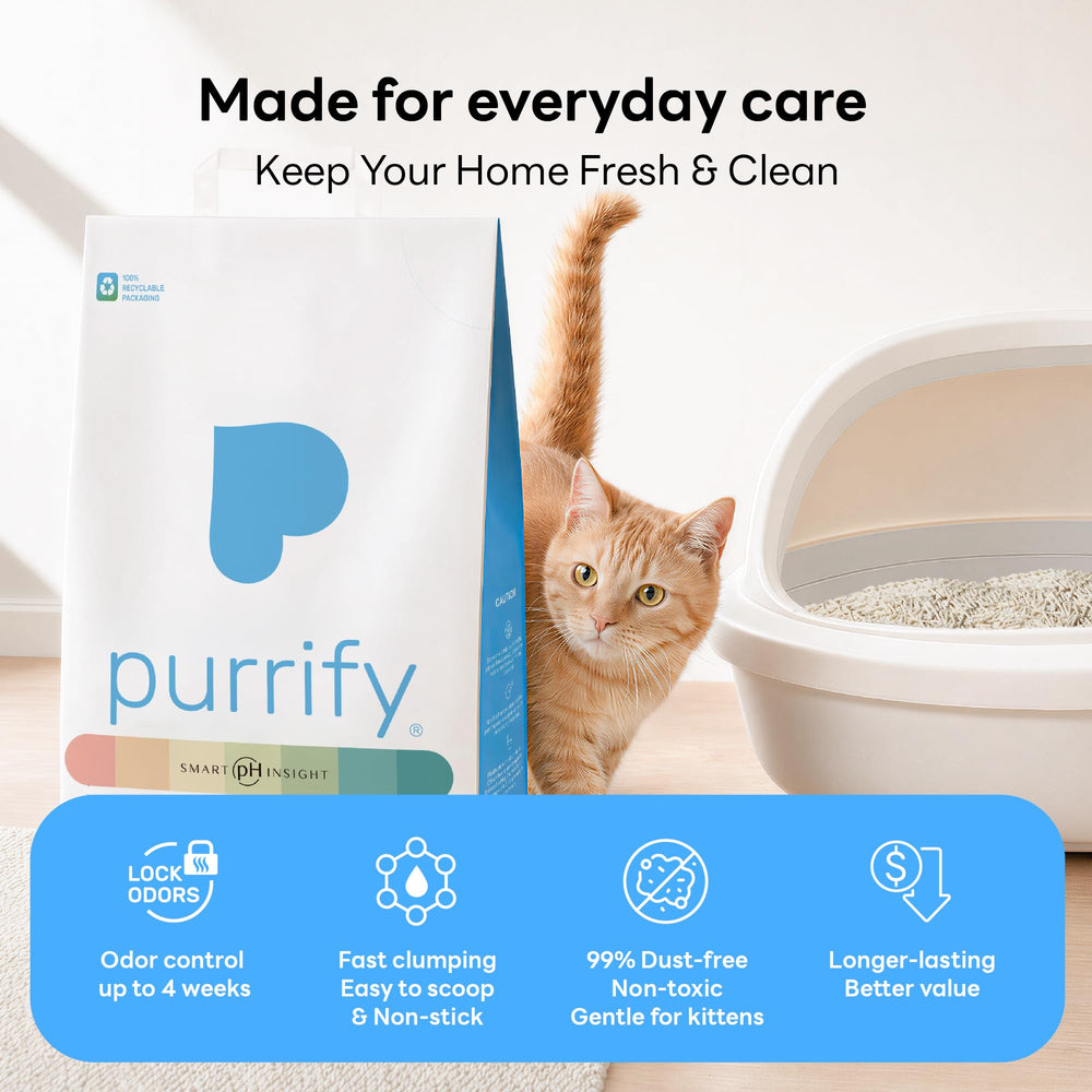 purrify application écran téléphone montrant enregistrement des observations