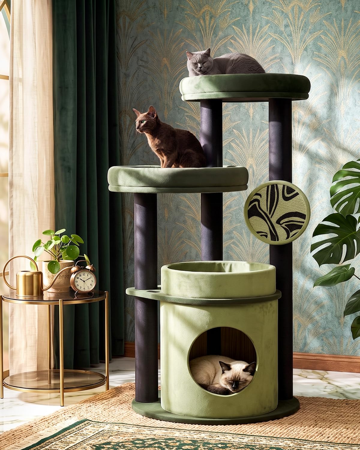 Purrlato comparaison taille avec Maine Coon illustrant l’espace adapté