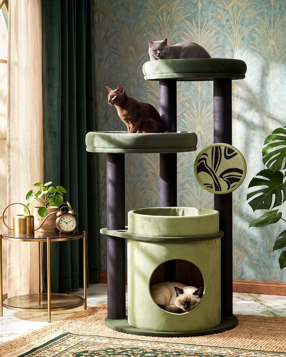 Purrlato comparaison taille avec Maine Coon illustrant l’espace adapté