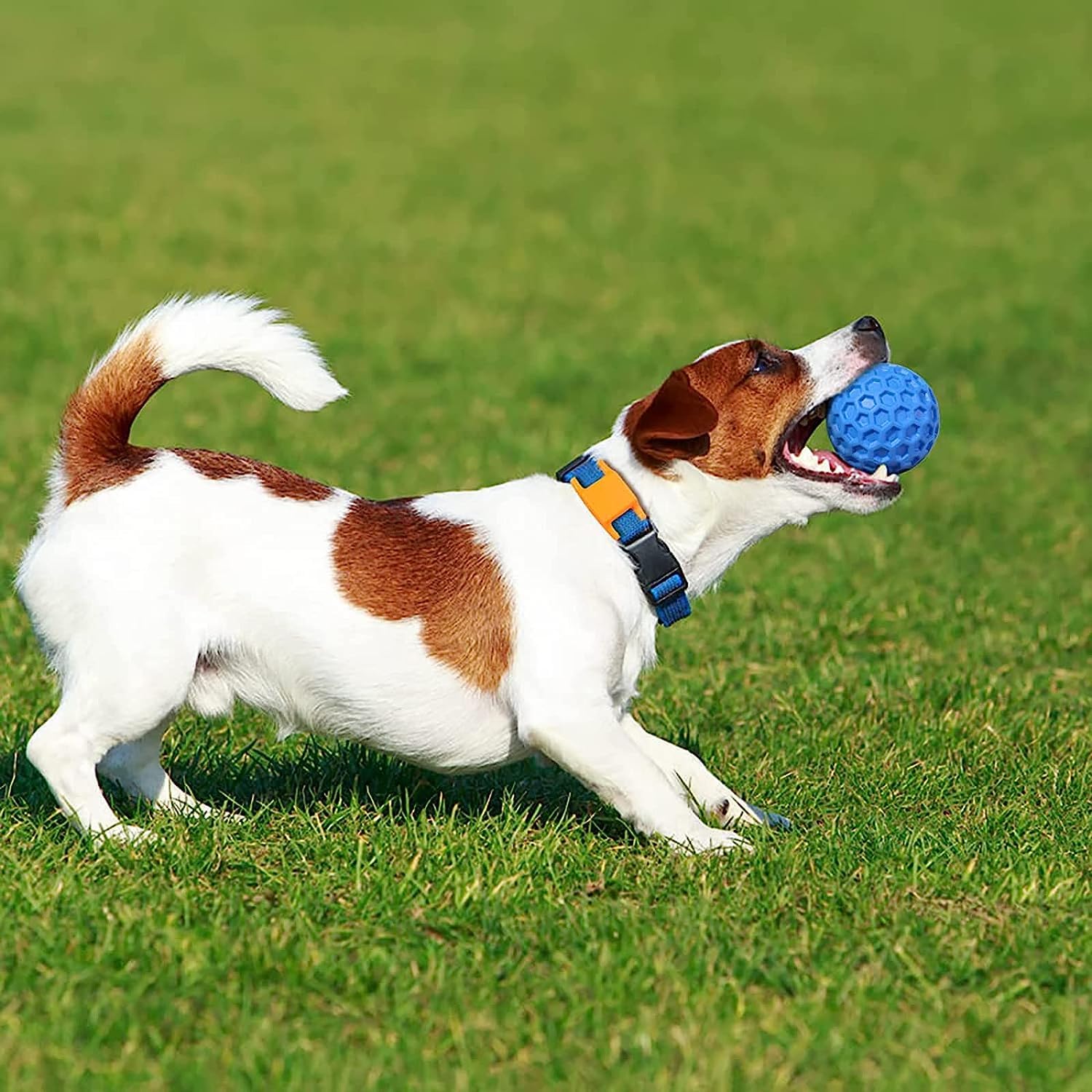 Putago balles en parc en usage stimulant la course et la récupération