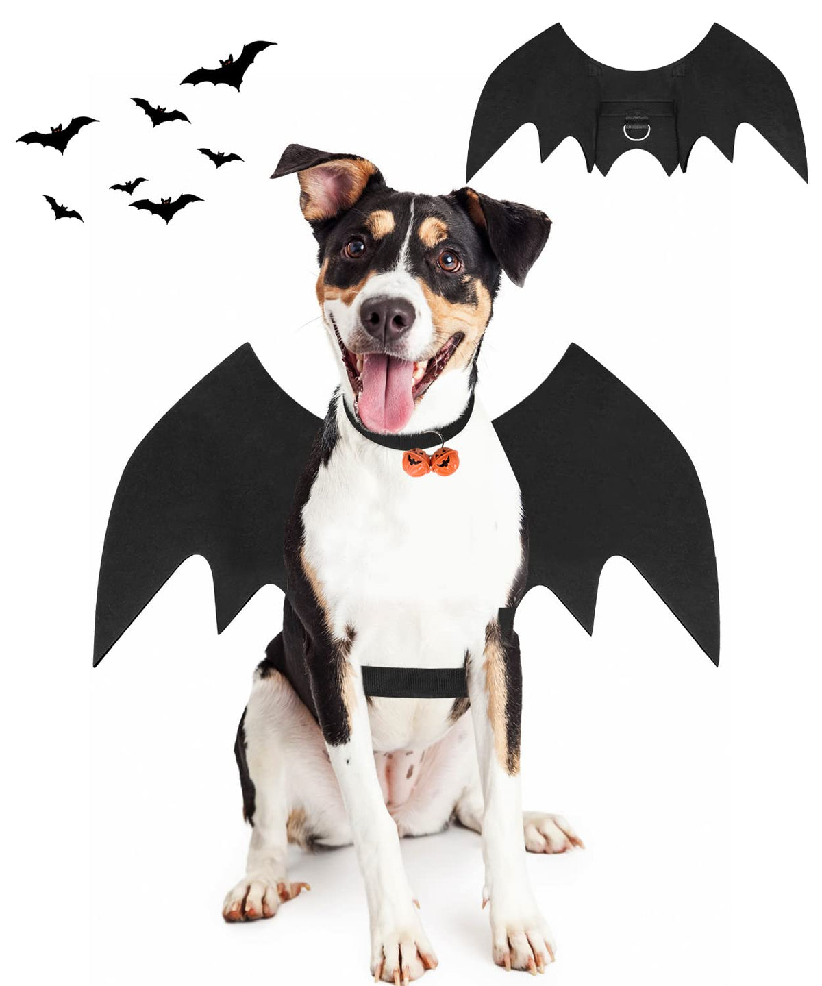 Pweituoet ailes de chauve-souris vue frontale et ensemble complet, transforme le chien