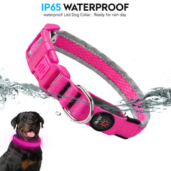 PWOD collier rose porté par chien lors d'une promenade nocturne pour sécurité