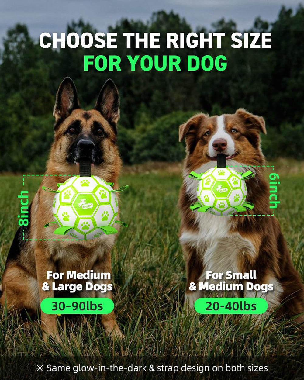 QDAN coutures et pattes imprimées attirant l’attention du chien