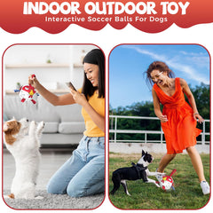 QDAN chiot en action poursuivant le ballon, encourage l'exercice