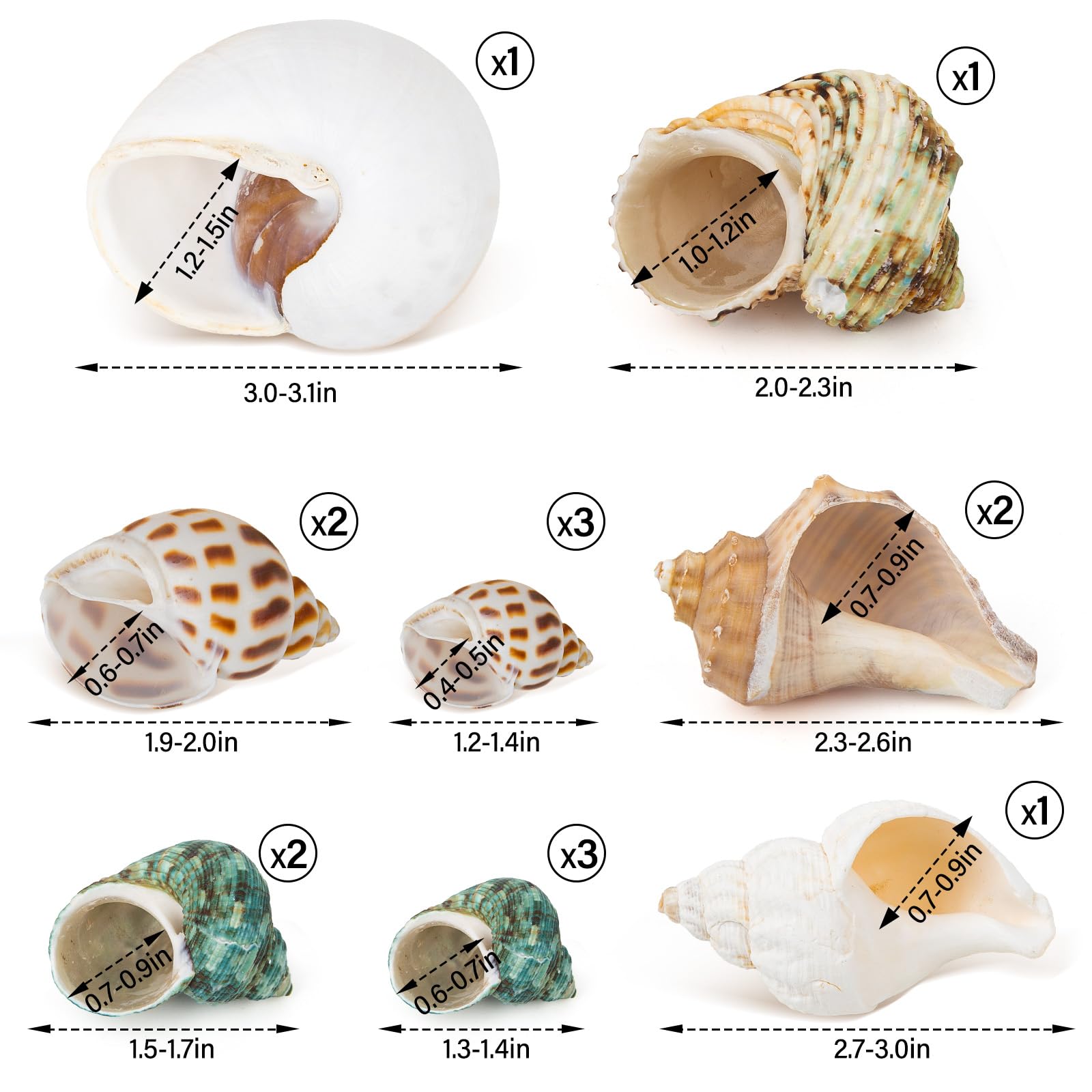 QEQEKAKA gros plan sur texture de coquille montrant surface propre et sans peinture pour sécurité