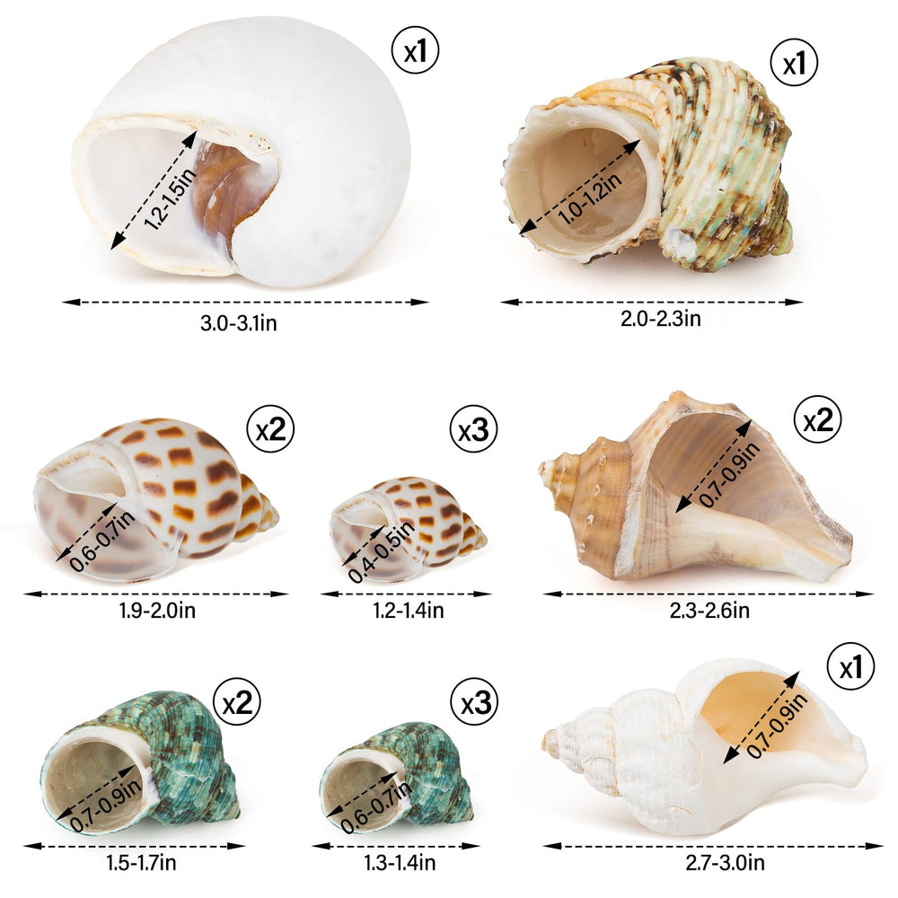 QEQEKAKA gros plan sur texture de coquille montrant surface propre et sans peinture pour sécurité