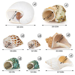 QEQEKAKA gros plan sur texture de coquille montrant surface propre et sans peinture pour sécurité