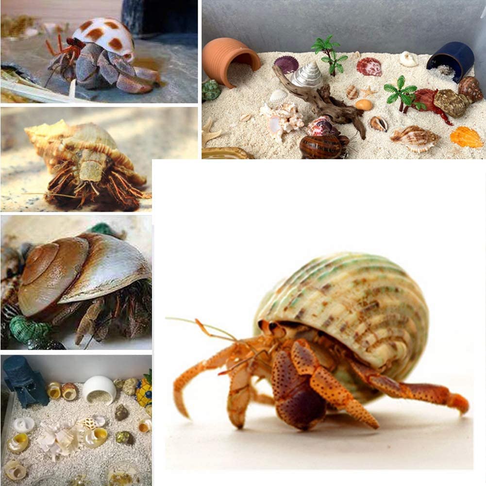QEQEKAKA coquilles en usage dans aquarium offrant refuges naturels pour bernard-l'ermite