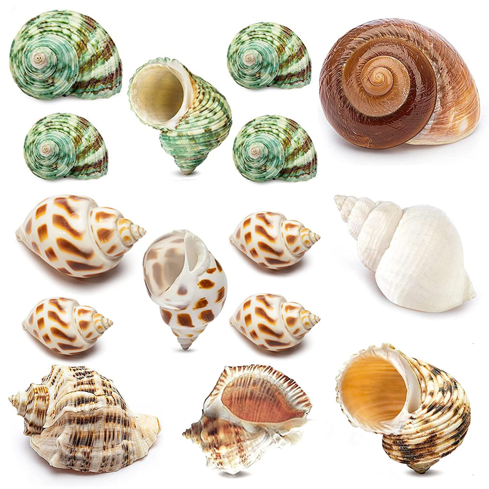 QEQEKAKA ensemble de 15 coquilles naturelles montrant la variété des formes et un choix pratique