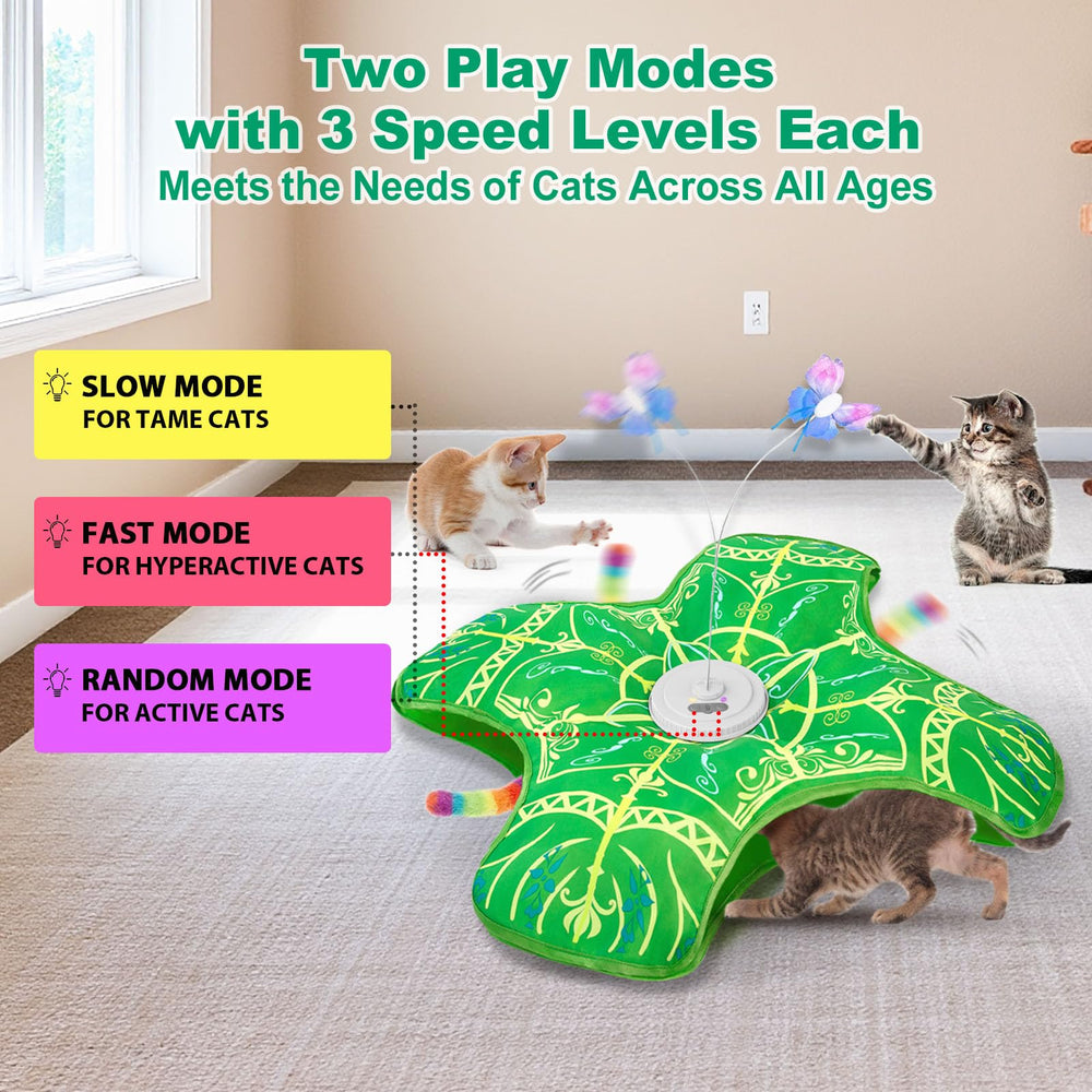 Qraxond en usage avec chat actif, procure exercice et stimulation mentale