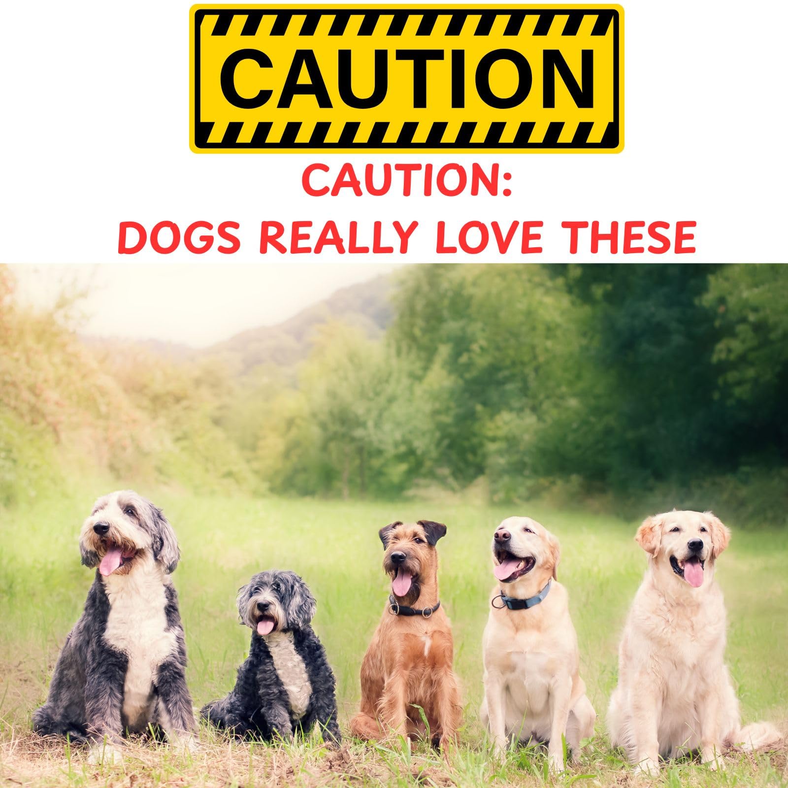 QT Dog corne Gobi chien mâchant la corne, distraction durable et stimulation