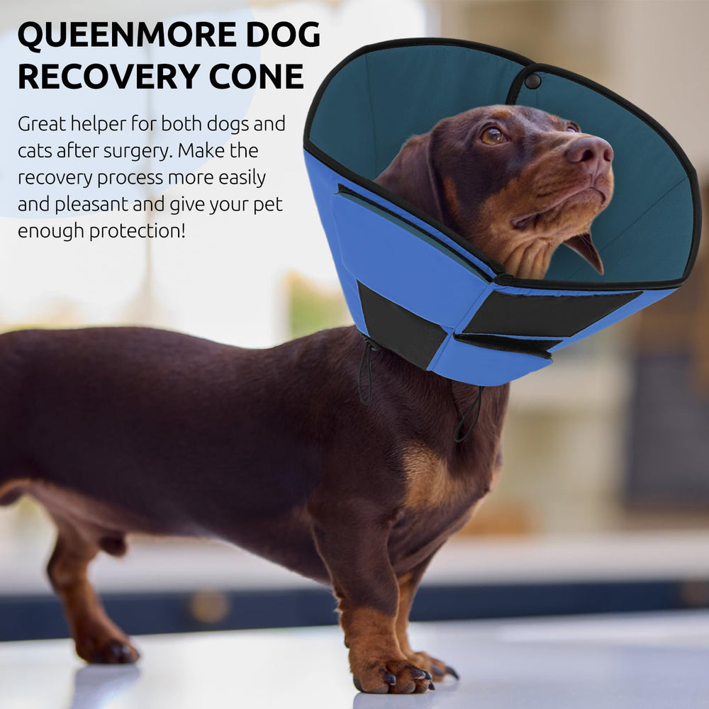 Queenmore grand chien portant collerette pour convalescence apaisée