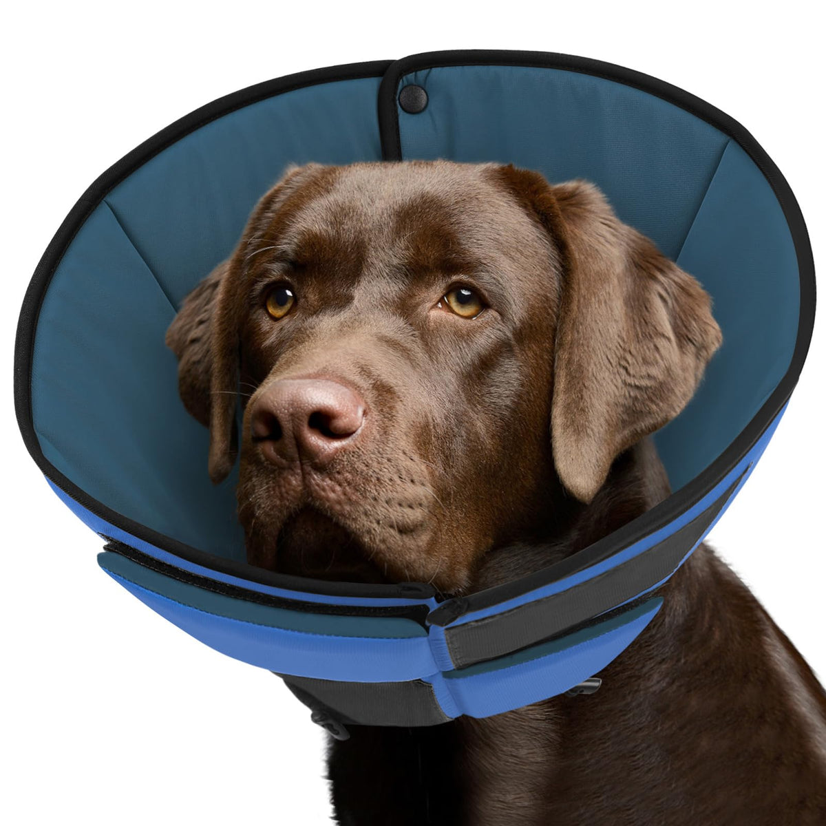 Queenmore collerette face montrant protection confortable