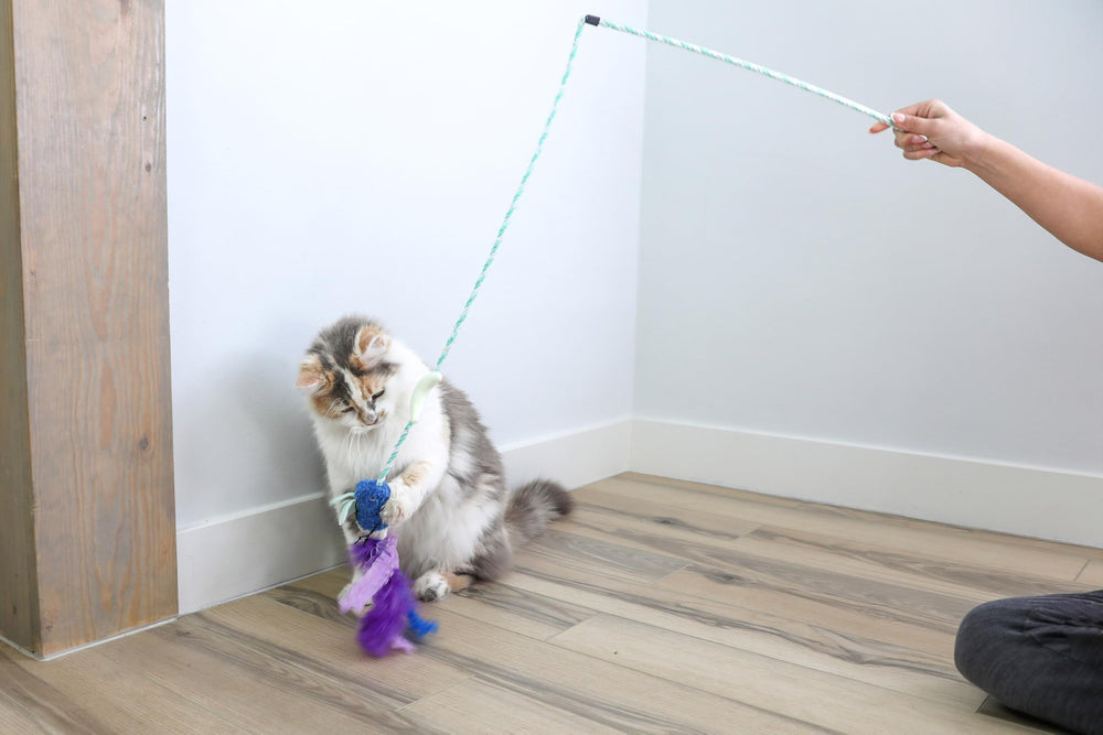 Quirky Kitty échelle taille comparée à une main pour indication d'échelle