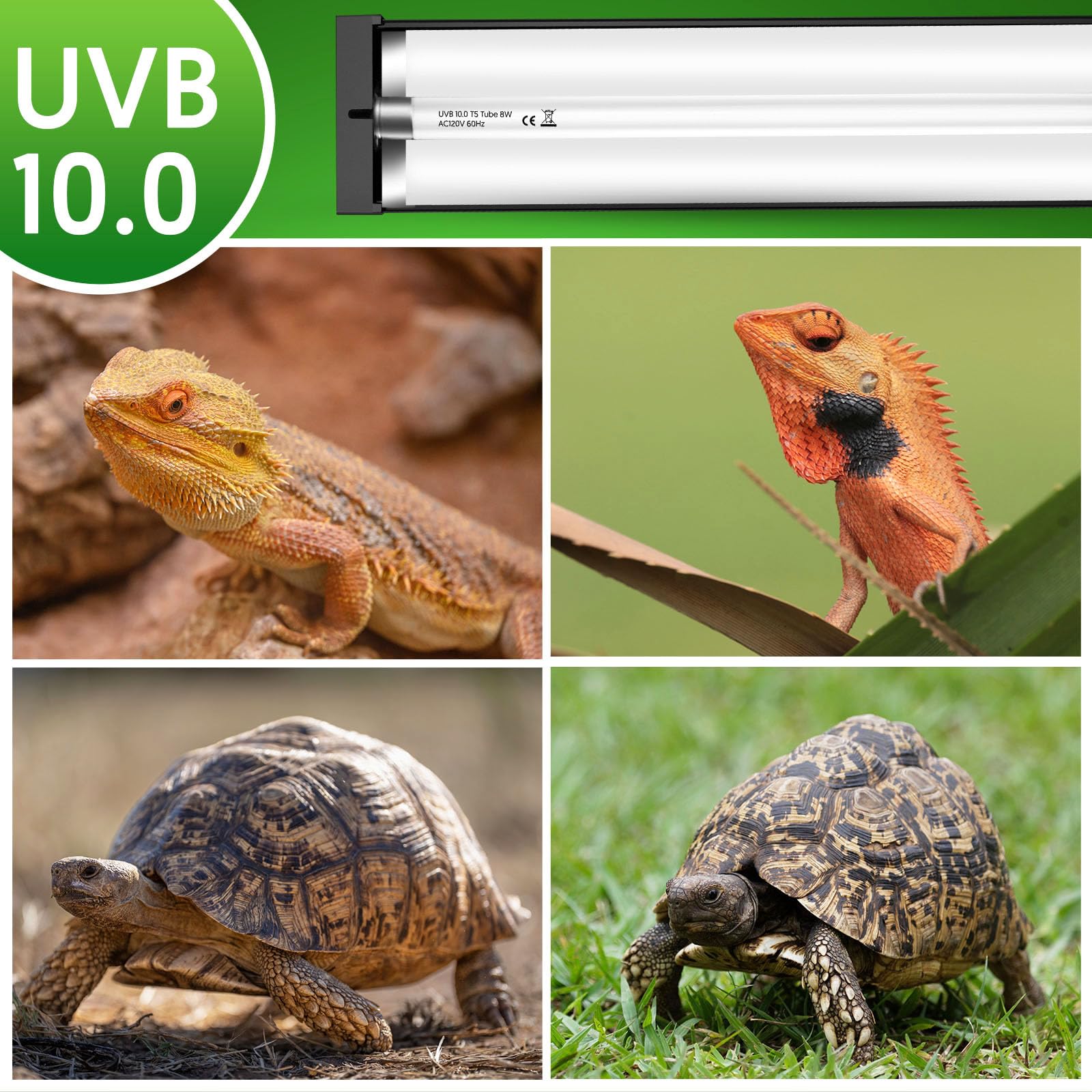 QZQ comparaison d'échelle montrant dimensions et intégration dans terrarium