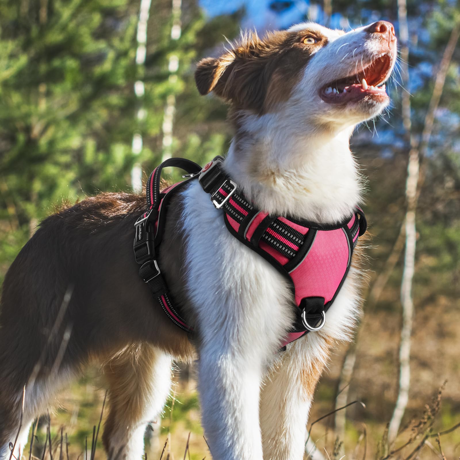 rabbitgoo comparaison tailles illustrant ajustement pour chien medium