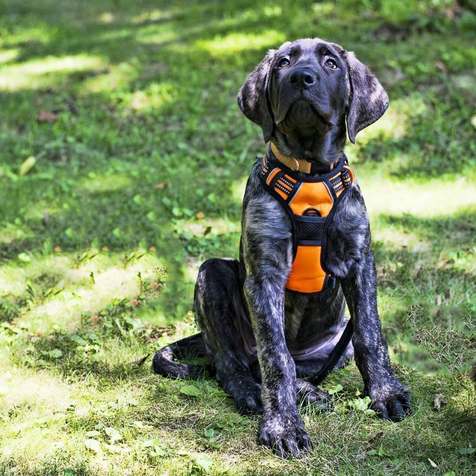 rabbitgoo comparaison échelle taille montrant ajustements pour chiens moyens