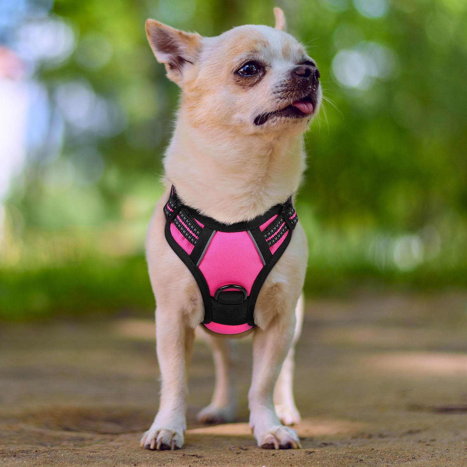 rabbitgoo harnais porté par petit chien pour promenades calmes