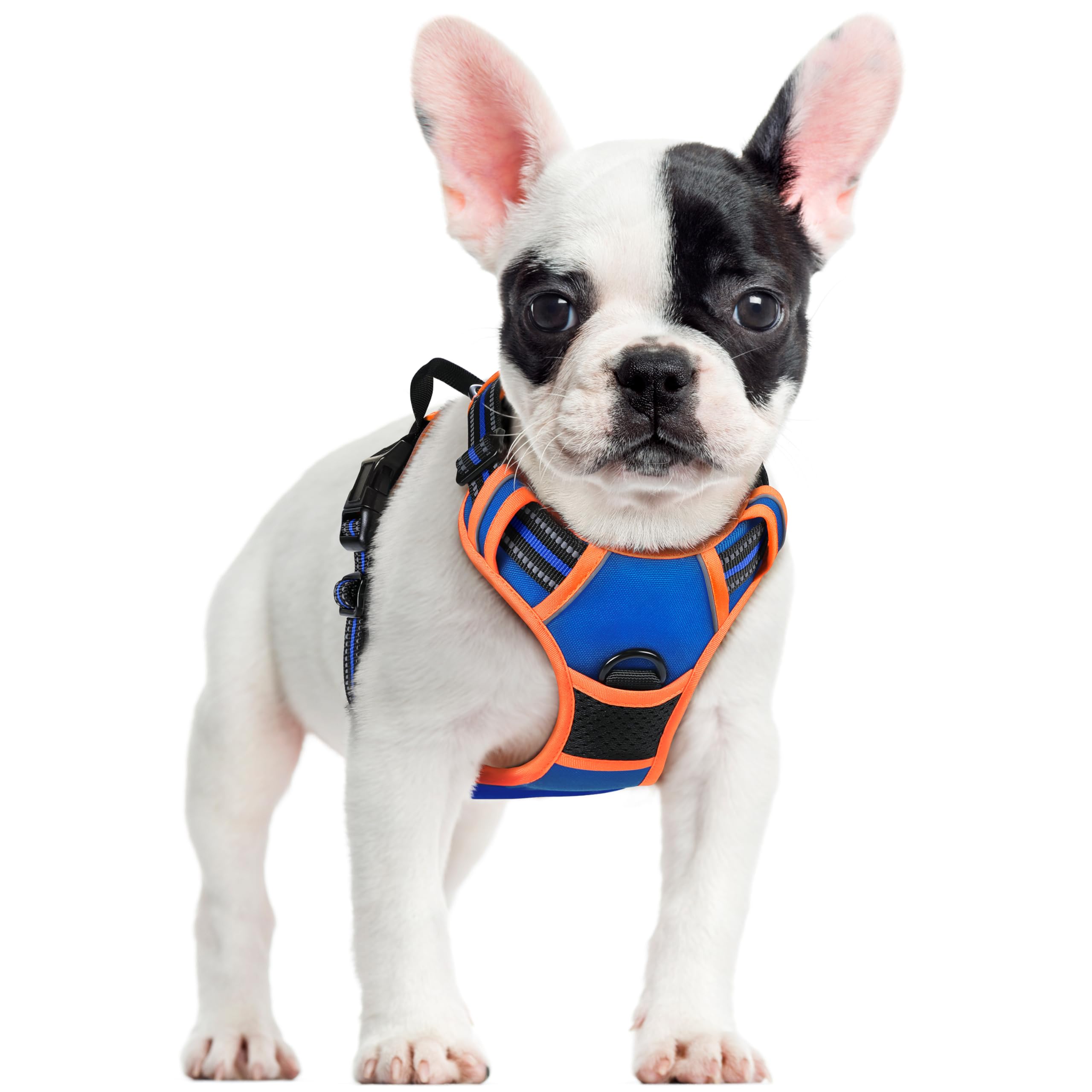 rabbitgoo harnais vue avant sur petit chien montrant protection et maintien