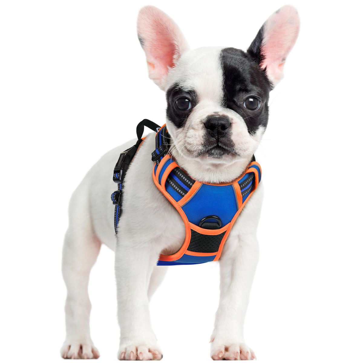 rabbitgoo harnais vue avant sur petit chien montrant protection et maintien