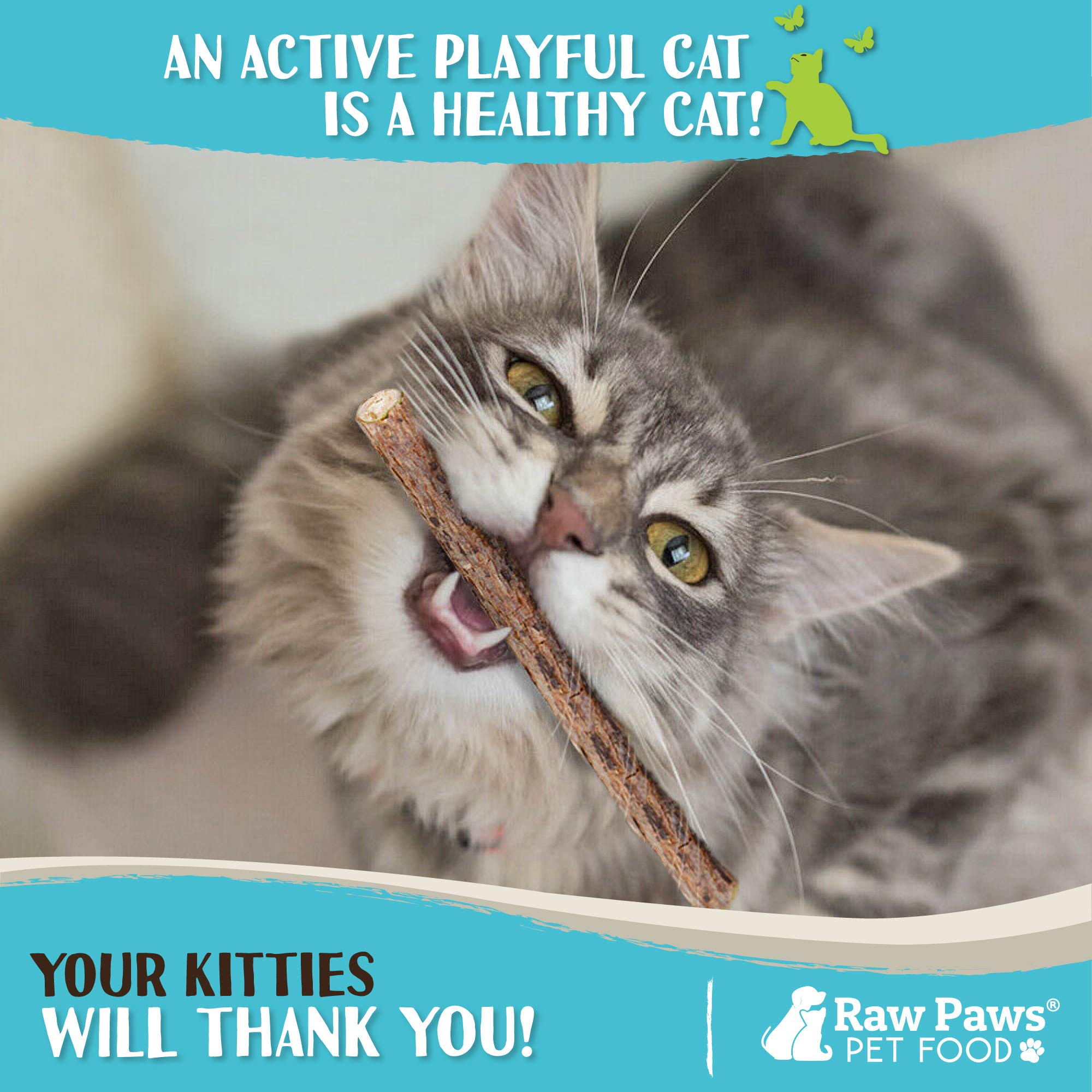 Raw Paws chat mordant un bâton et montrant stimulation ludique
